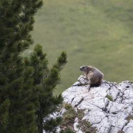 theMarmot