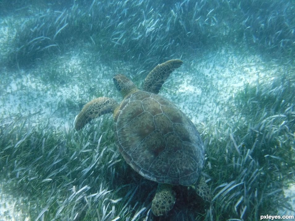 Green Sea Turtle