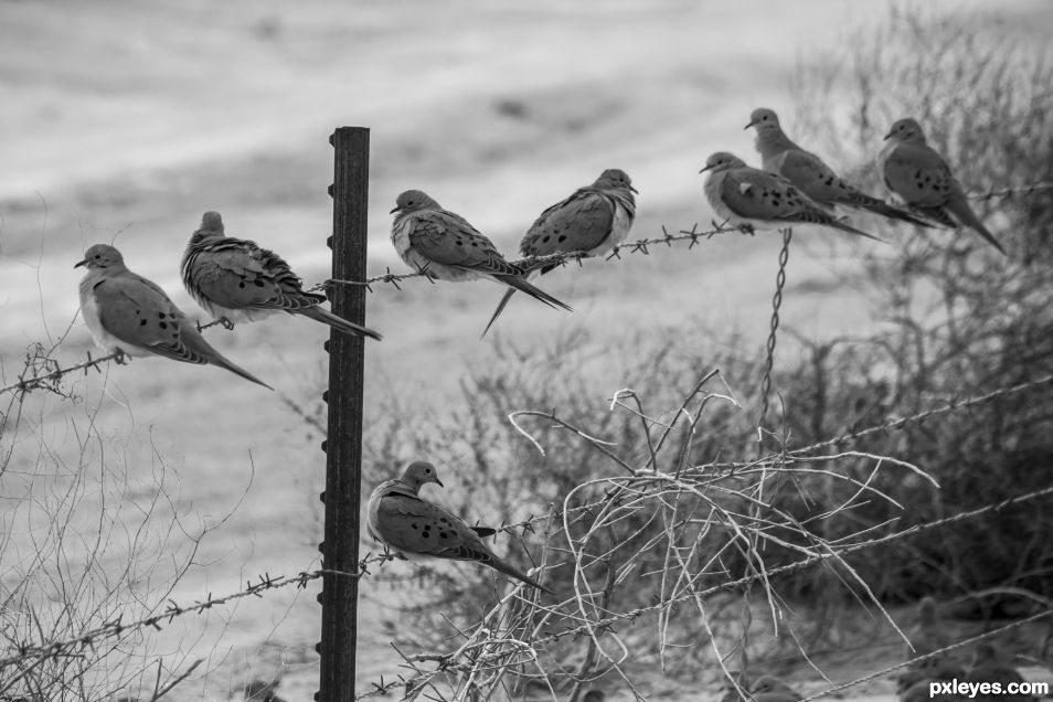 Gathering of Dove