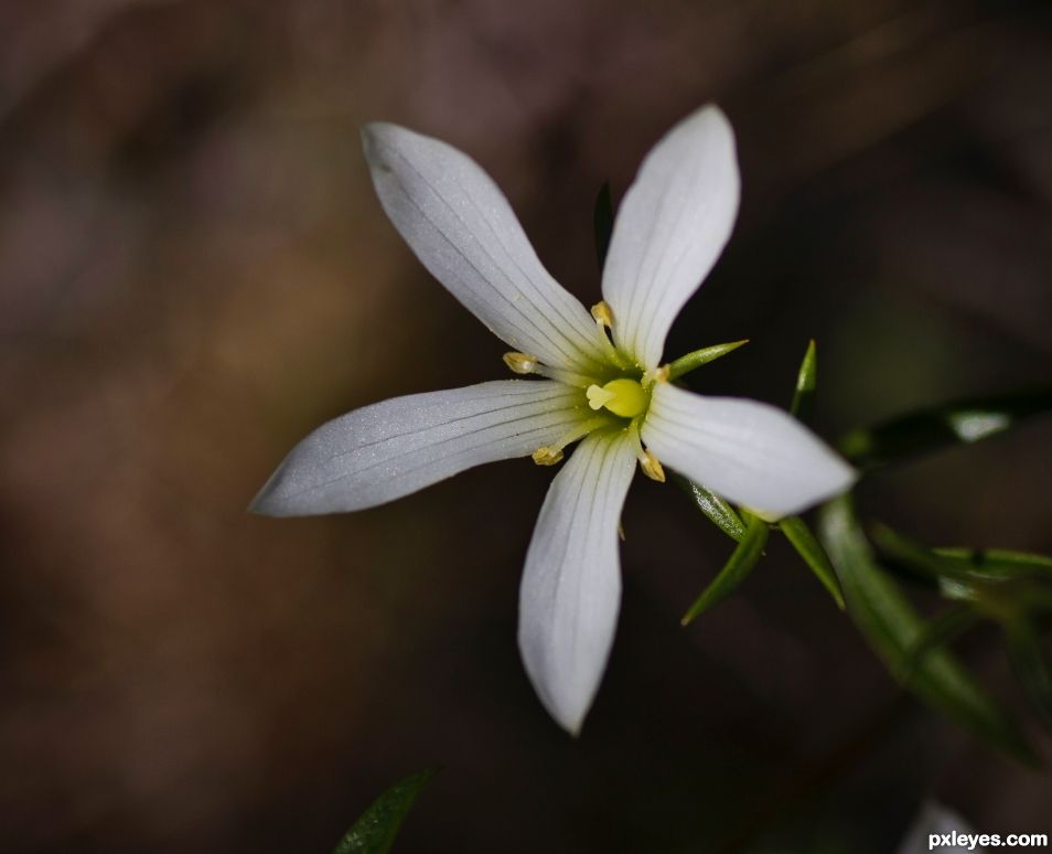 Gentianella stellata