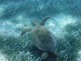 Green Sea Turtle