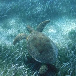 GreenSeaTurtle