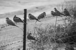 Gathering of Dove