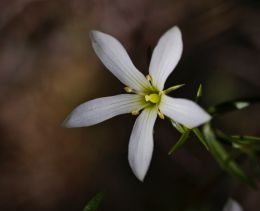 Gentianella stellata