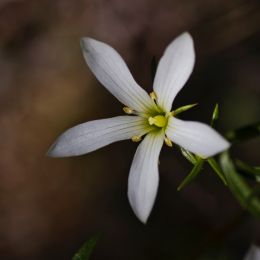 Gentianellastellata