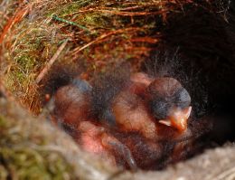 Newborn Blackbirds