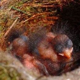 NewbornBlackbirds