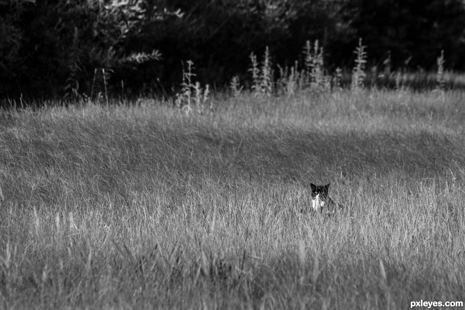 Camo Kitty