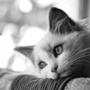 BW cats photography contest