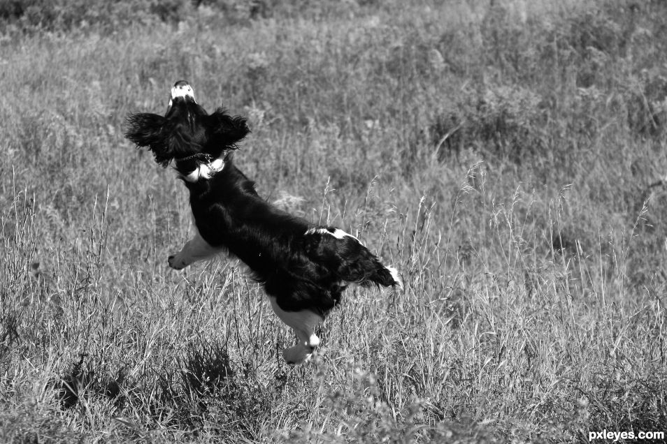 Flying Springer Spaniel