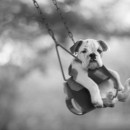 BW dogs photography contest