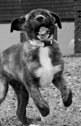 Ferocious Puppy!!!