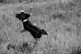 Flying Springer Spaniel