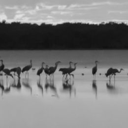 RoostingSandhillCranes