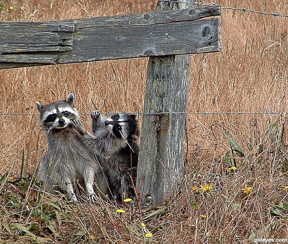 Rocky Racoon