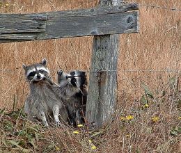 Rocky Racoon