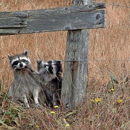 RockyRacoon