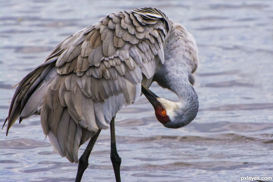 Preening sandhill crane