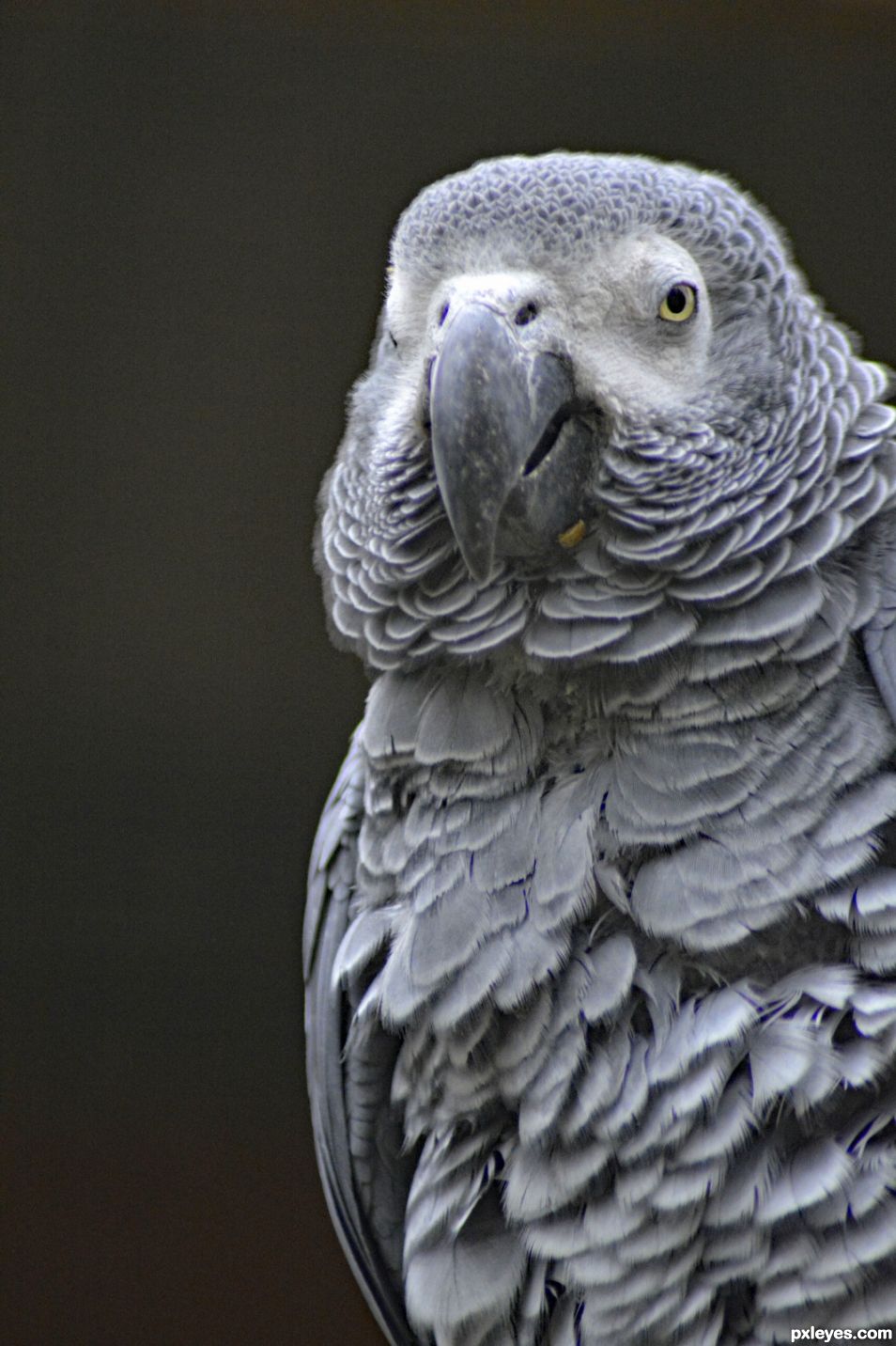 African Grey Parrot