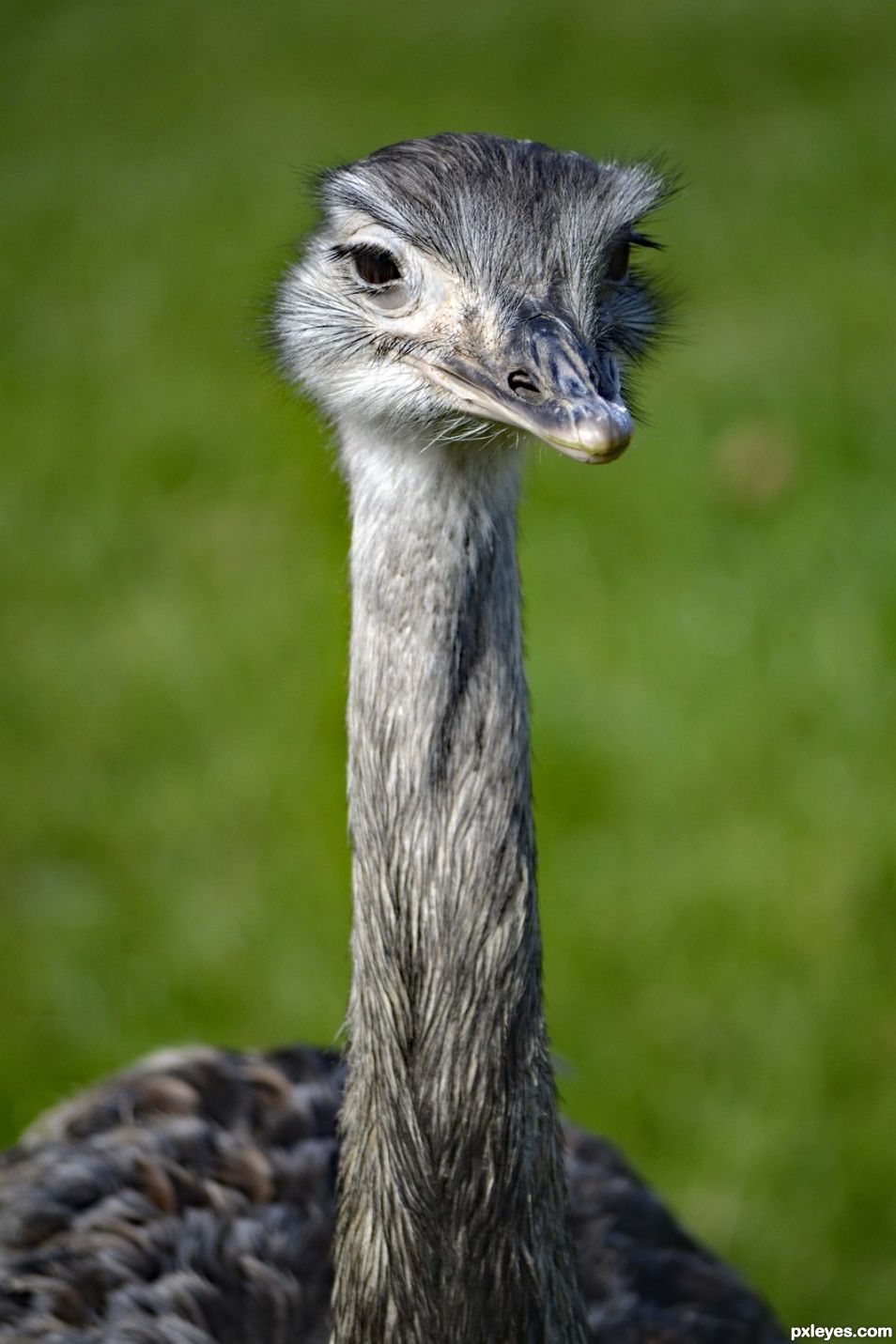 Rhea