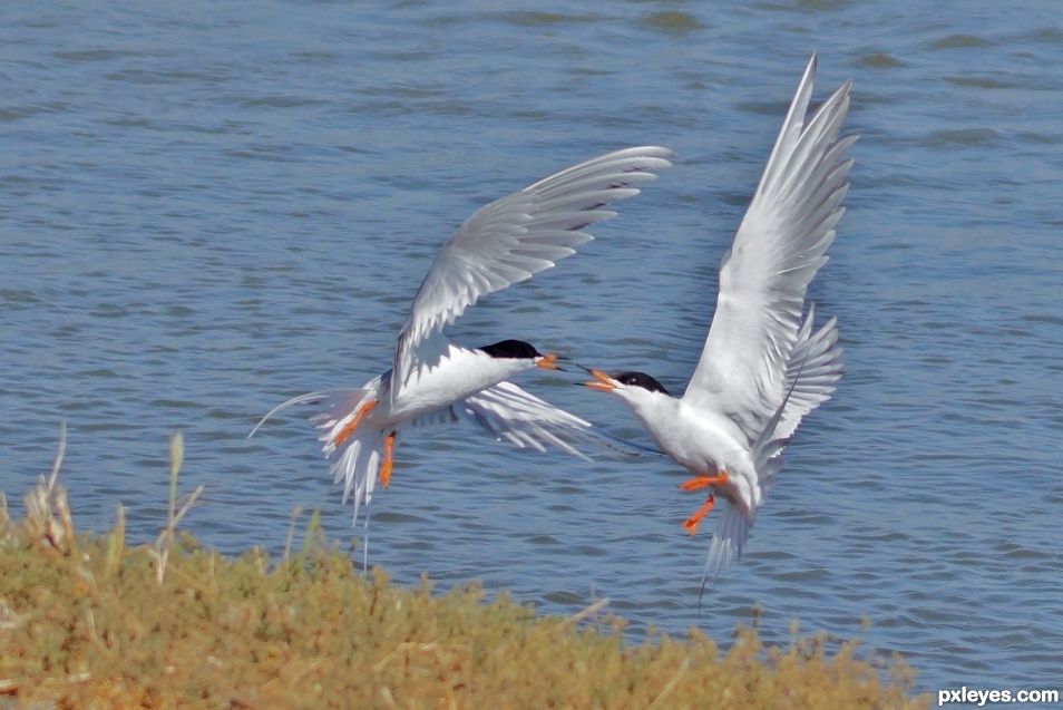 Arguing over fishing rights