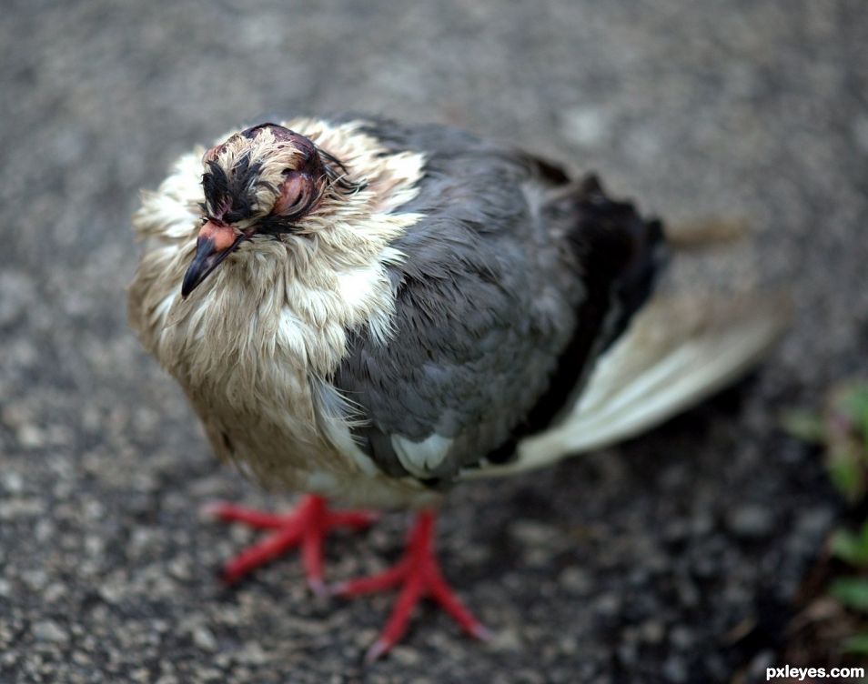 Punk Pigeon