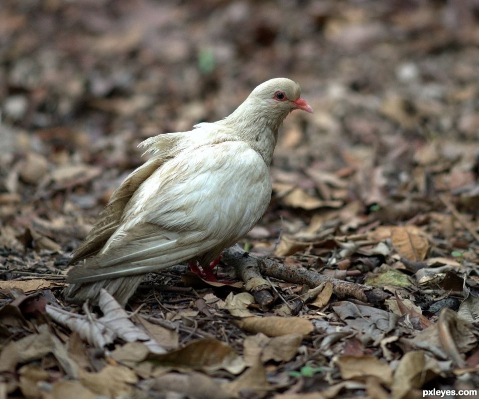 White Dove