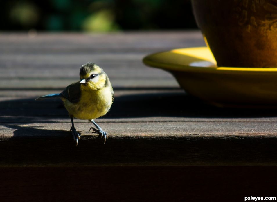 Young blue tit