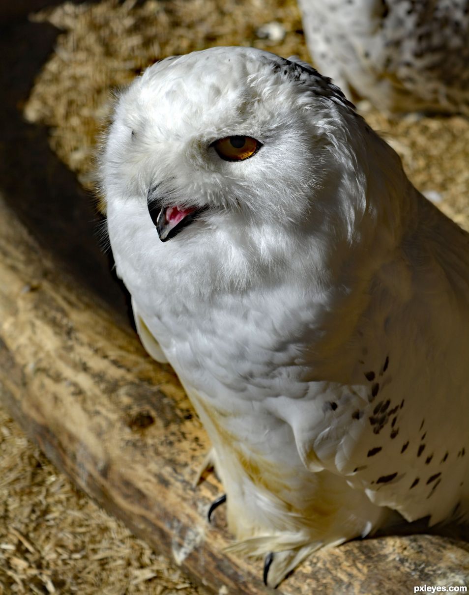 White Owl