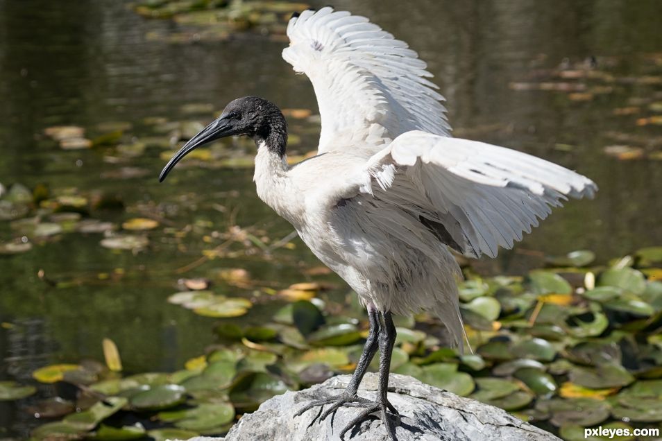 White Ibis