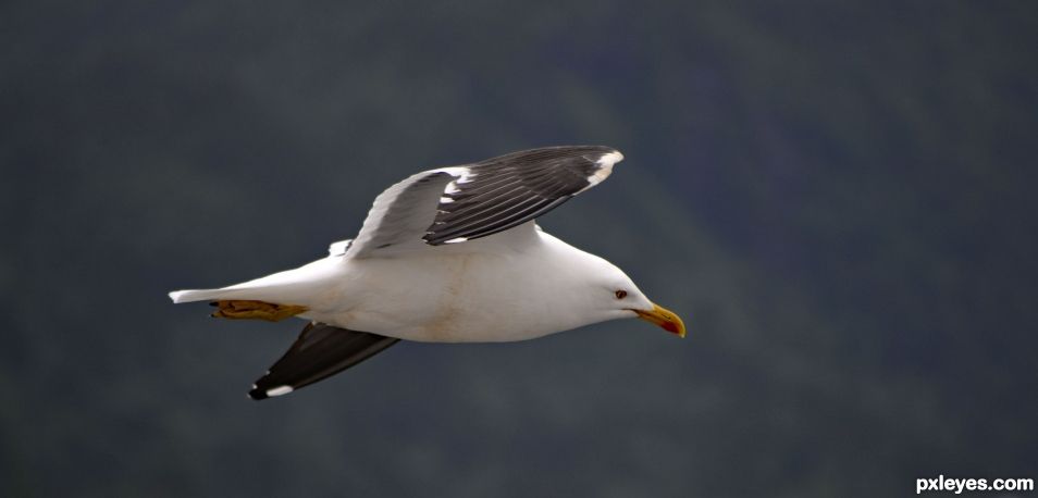 Seagull