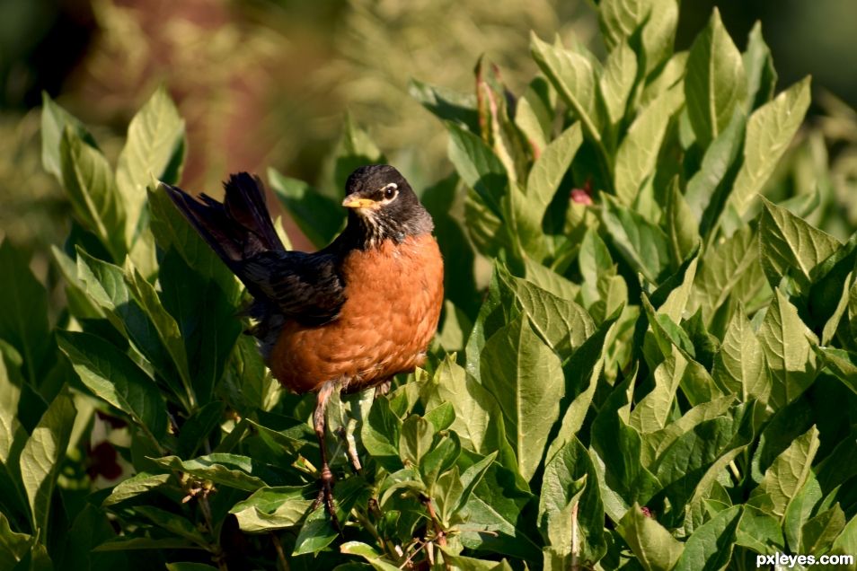 American Robin