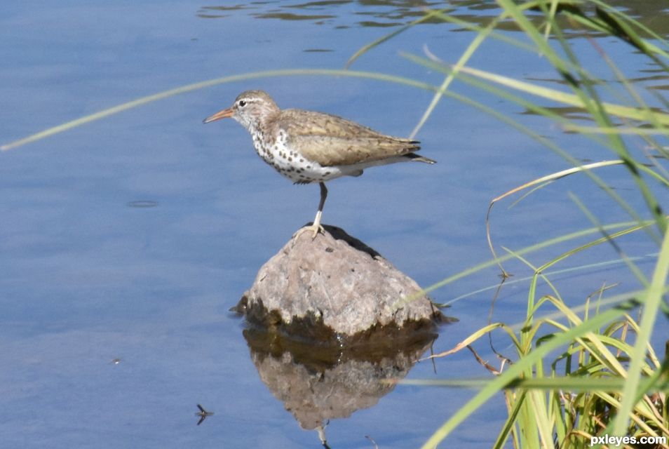 Sandpiper