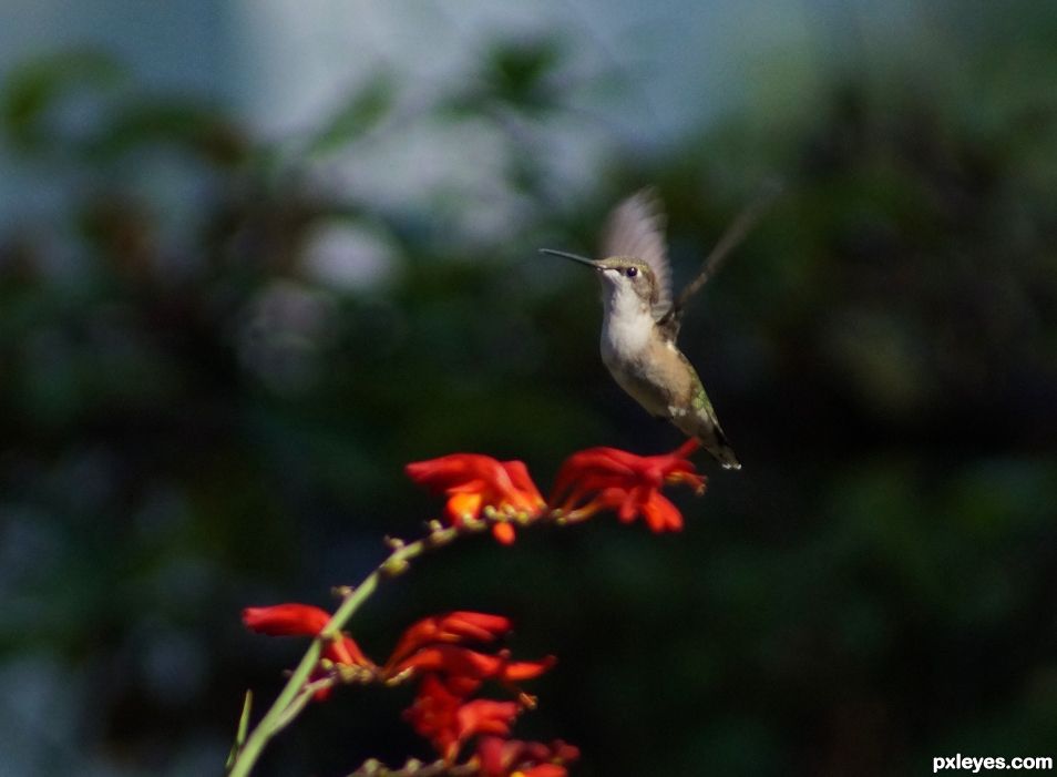 Hummingbird