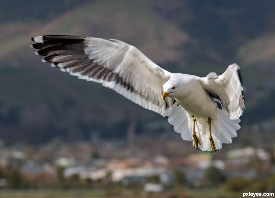 Coming in to land