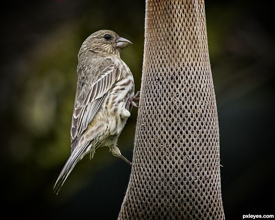 House Finch