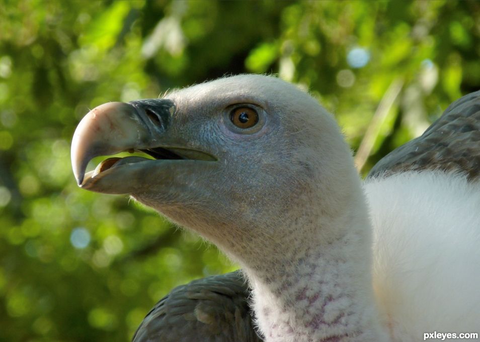 Vulture