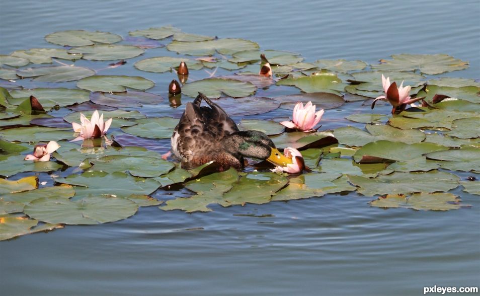 in the pond 