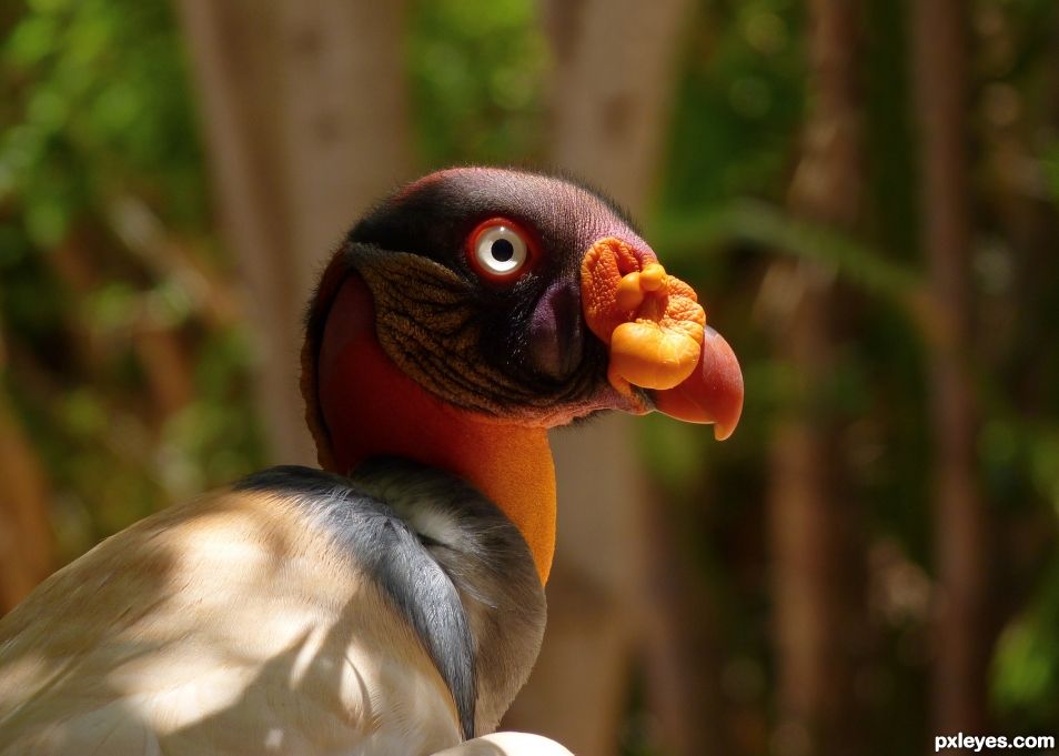 King Vulture