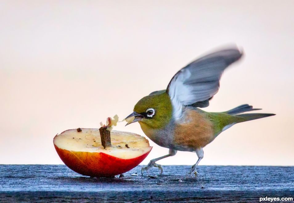 waxeye