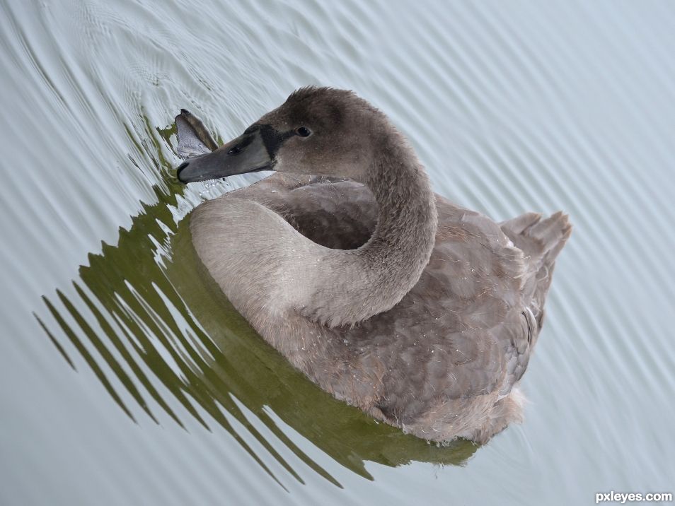 Cygnet