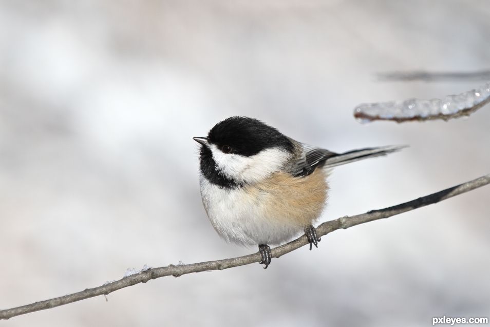 Chickadee