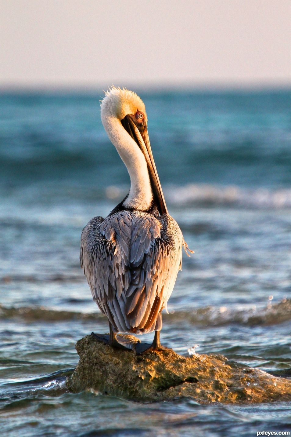 Pelican - Golden Hour