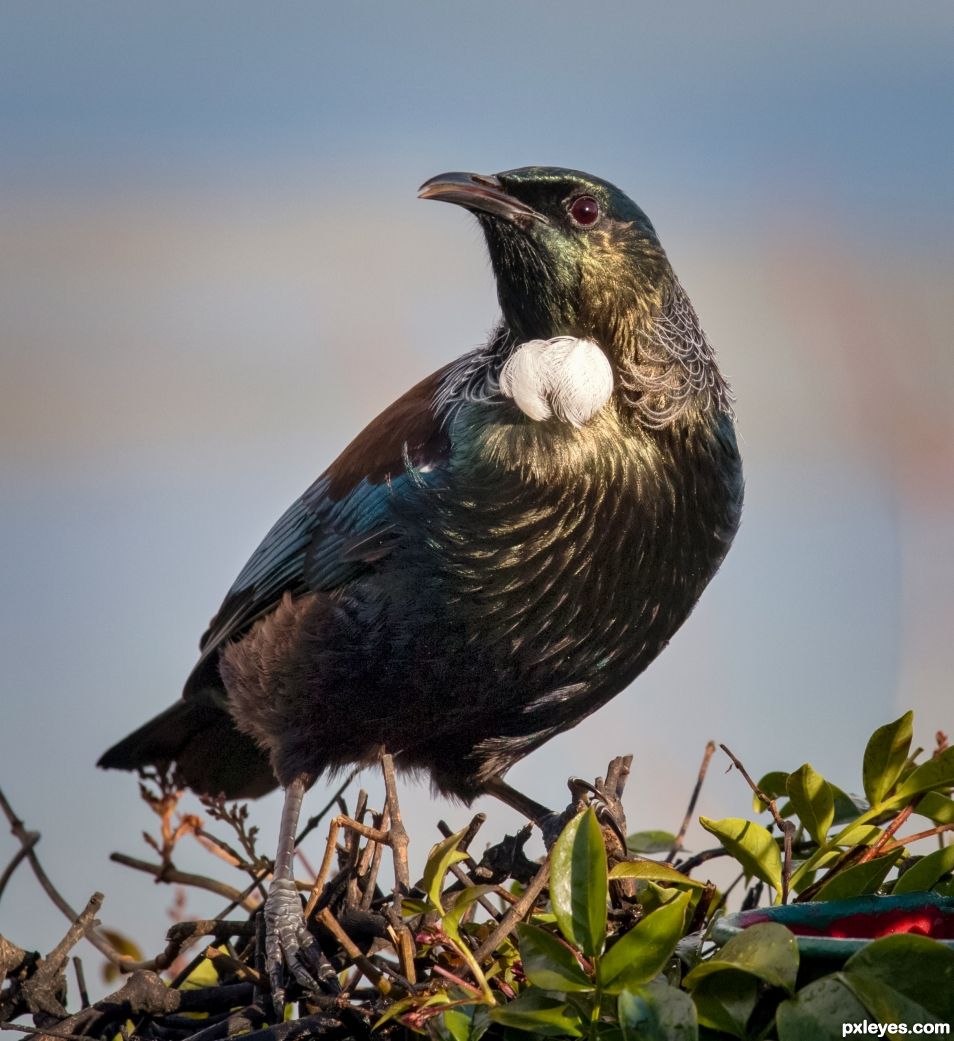 Tui