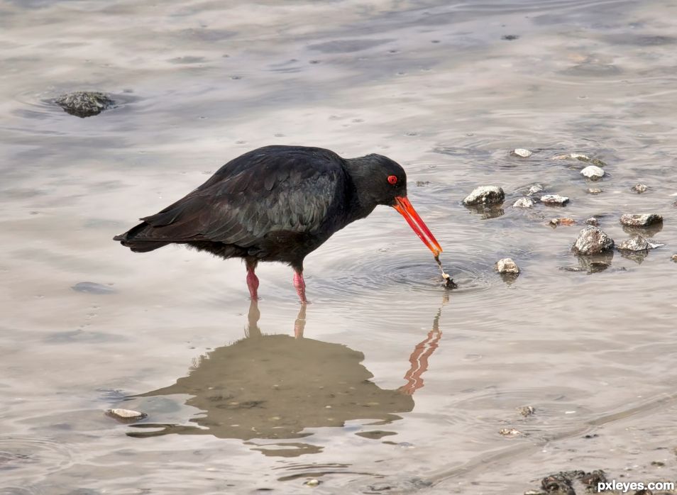 Oystercatcher