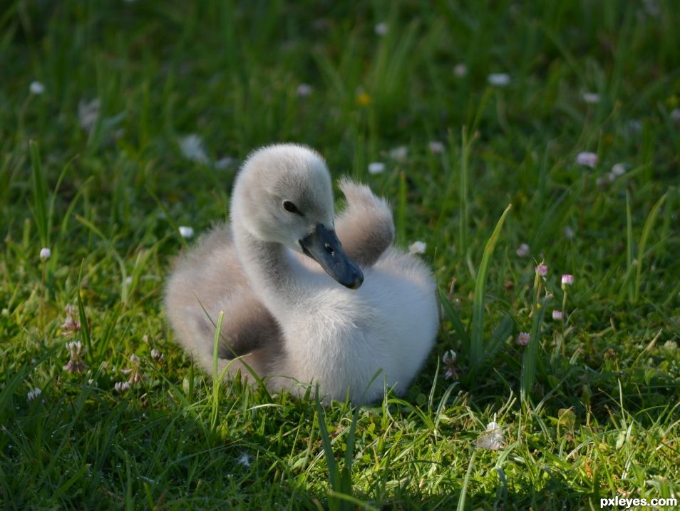 Little swan in the grass