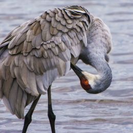 Preeningsandhillcrane