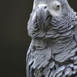 AfricanGreyParrot