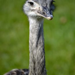 Rhea