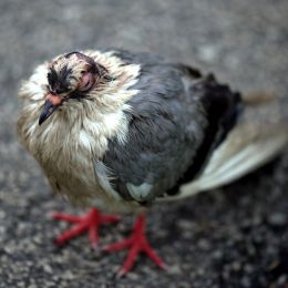 PunkPigeon